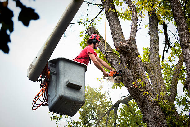 Best Tree Care Services  in USA